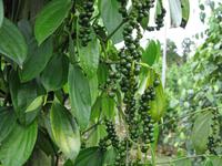 Batang_Ai_Pfefferplantage_IMG_0364