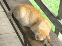 Batang_Ai_Langhauserkundung_Goldi