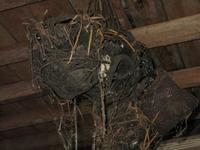 Batang_Ai_Iban_Langhaus_IMG_0415