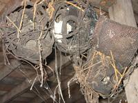 Batang_Ai_Iban_Langhaus_IMG_0416