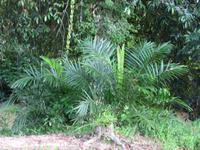 Batang_Ai_Langhauserkundung_IMG_0444