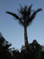 Batang_Ai_Langhauserkundung_IMG_0445