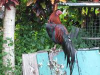 Batang_Ai_Kampfhahn_IMG_0455