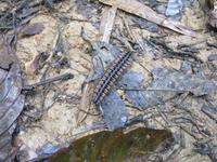 Batang_Ai_Dschungelwanderung_IMG_0522