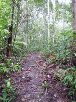 Batang_Ai_Dschungelwanderung_P1050373