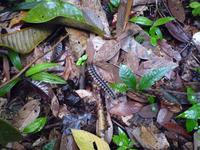 Batang_Ai_Dschungelwanderung_P1050375