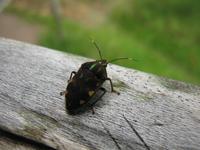 Batang_Ai_Dschungelwanderung_IMG_0536