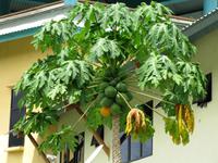 Batang_Ai_Fahrt_zum_Langhaus_Hotel_IMG_0542