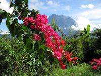 Kota_Kinabalo_Berg_IMG_0603