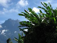 Kota_Kinabalo_Berg_IMG_0604