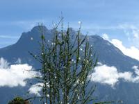 Kota_Kinabalo_Berg_IMG_0606