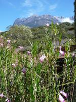 Kota_Kinabalo_Berg_P1050422