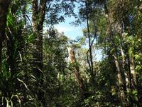 Kota_Kinabalo_Berggarten_IMG_0617