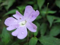 Kota_Kinabalo_Berggarten_IMG_0618