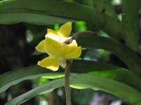 Kota_Kinabalo_Berggarten_IMG_0624