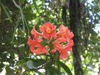 Kota_Kinabalo_Berggarten_IMG_0626