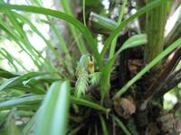 Kota_Kinabalo_Berggarten_IMG_0630