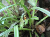 Kota_Kinabalo_Berggarten_IMG_0631