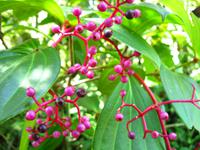 Kota_Kinabalo_Berggarten_IMG_0632