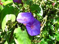 Kota_Kinabalo_Berggarten_IMG_0635