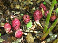 Kota_Kinabalo_Berggarten_IMG_0636