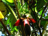 Kota_Kinabalo_Berggarten_IMG_0637