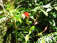 Kota_Kinabalo_Berggarten_IMG_0638