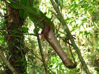 Kota_Kinabalo_Berggarten_IMG_0640