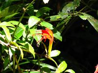 Kota_Kinabalo_Berggarten_IMG_0641