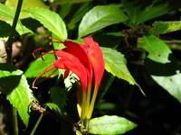 Kota_Kinabalo_Berggarten_IMG_0642