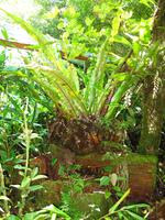 Kota_Kinabalo_Berggarten_IMG_0645