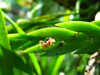 Kota_Kinabalo_Berggarten_IMG_0648