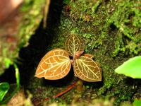 Kota_Kinabalo_Berggarten_IMG_0651