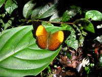 Kota_Kinabalo_Berggarten_IMG_0654