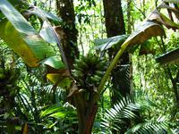 Kota_Kinabalo_Berggarten_IMG_0655