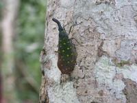 Kota_Kinabalo_Poring_Springs_IMG_0672