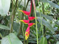 Kota_Kinabalo_Poring_Springs_IMG_0673