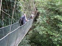 Kota_Kinabalo_Poring_Springs_Canopy_Walk_IMG_0690