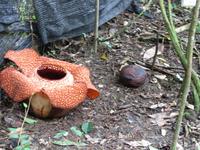 Kota_Kinabalo_Raflesia_IMG_0703
