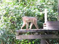 Sandakan_Orang_Utan_Rehabilitationszentrum_IMG_0722