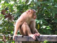 Sandakan_Orang_Utan_Rehabilitationszentrum_IMG_0725