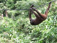 Sandakan_Orang_Utan_Rehabilitationszentrum_IMG_0748