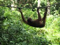Sandakan_Orang_Utan_Rehabilitationszentrum_IMG_0749
