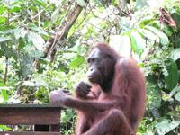 Sandakan_Orang_Utan_Rehabilitationszentrum_IMG_0766