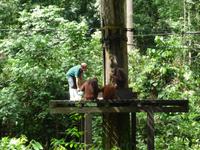Sandakan_Orang_Utan_Rehabilitationszentrum_P1050438