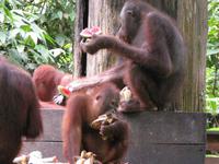 Sandakan_Orang_Utan_Rehabilitationszentrum_IMG_0770