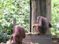 Sandakan_Orang_Utan_Rehabilitationszentrum_IMG_0775