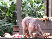 Sandakan_Orang_Utan_Rehabilitationszentrum_IMG_0779