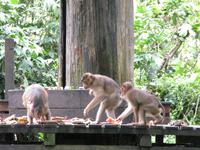 Sandakan_Orang_Utan_Rehabilitationszentrum_IMG_0782