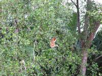 Sandakan_Kinabatangan_Riverside_Lodge_IMG_0818